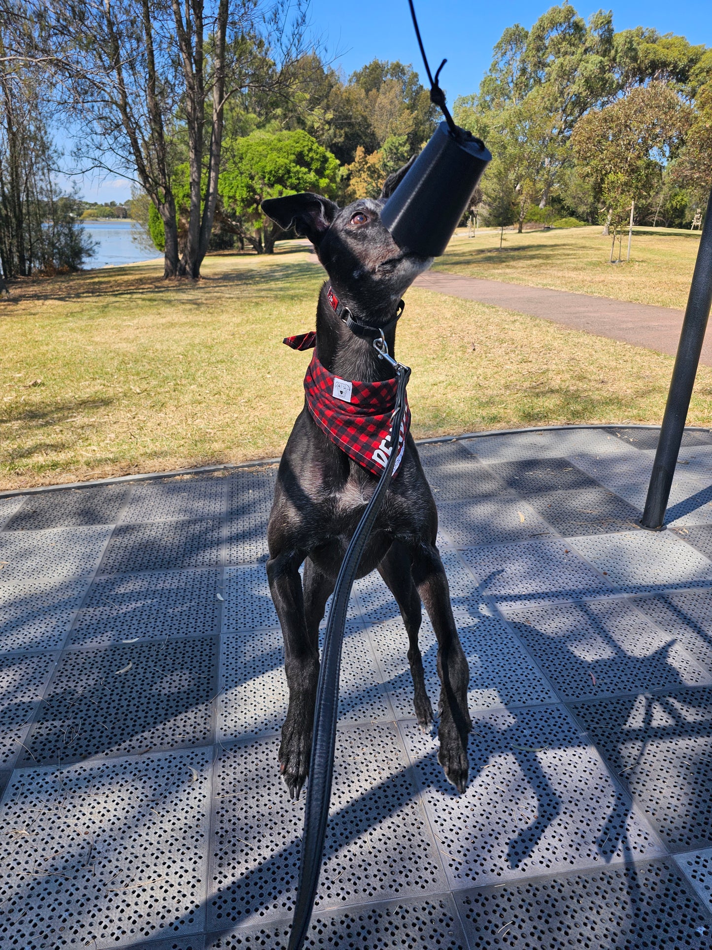 Suspended Scent Cup Training Game