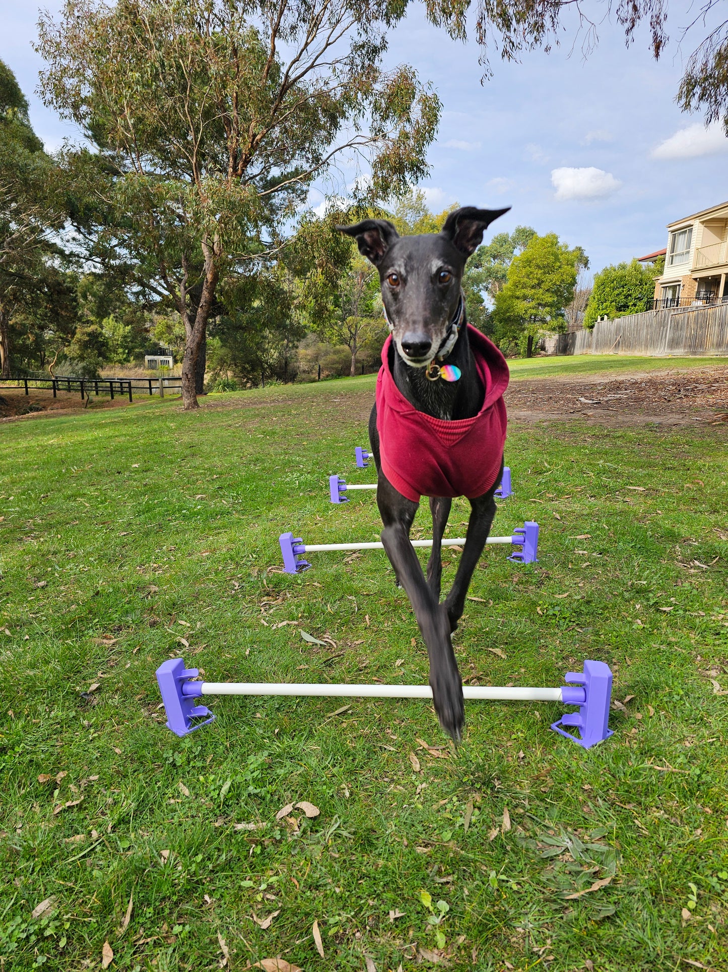 Variable Height Cavaletti Set
