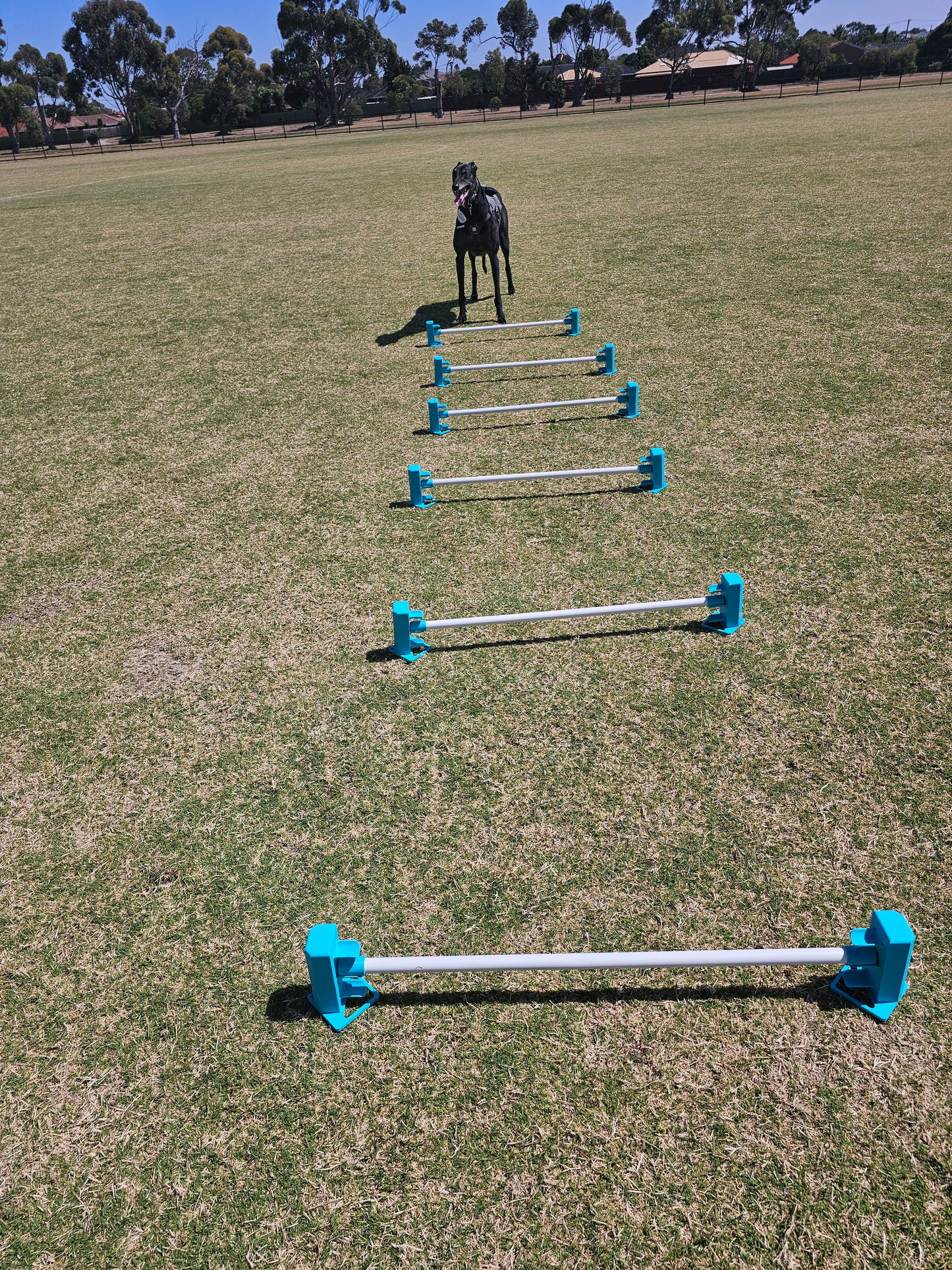 Variable Height Cavaletti Set