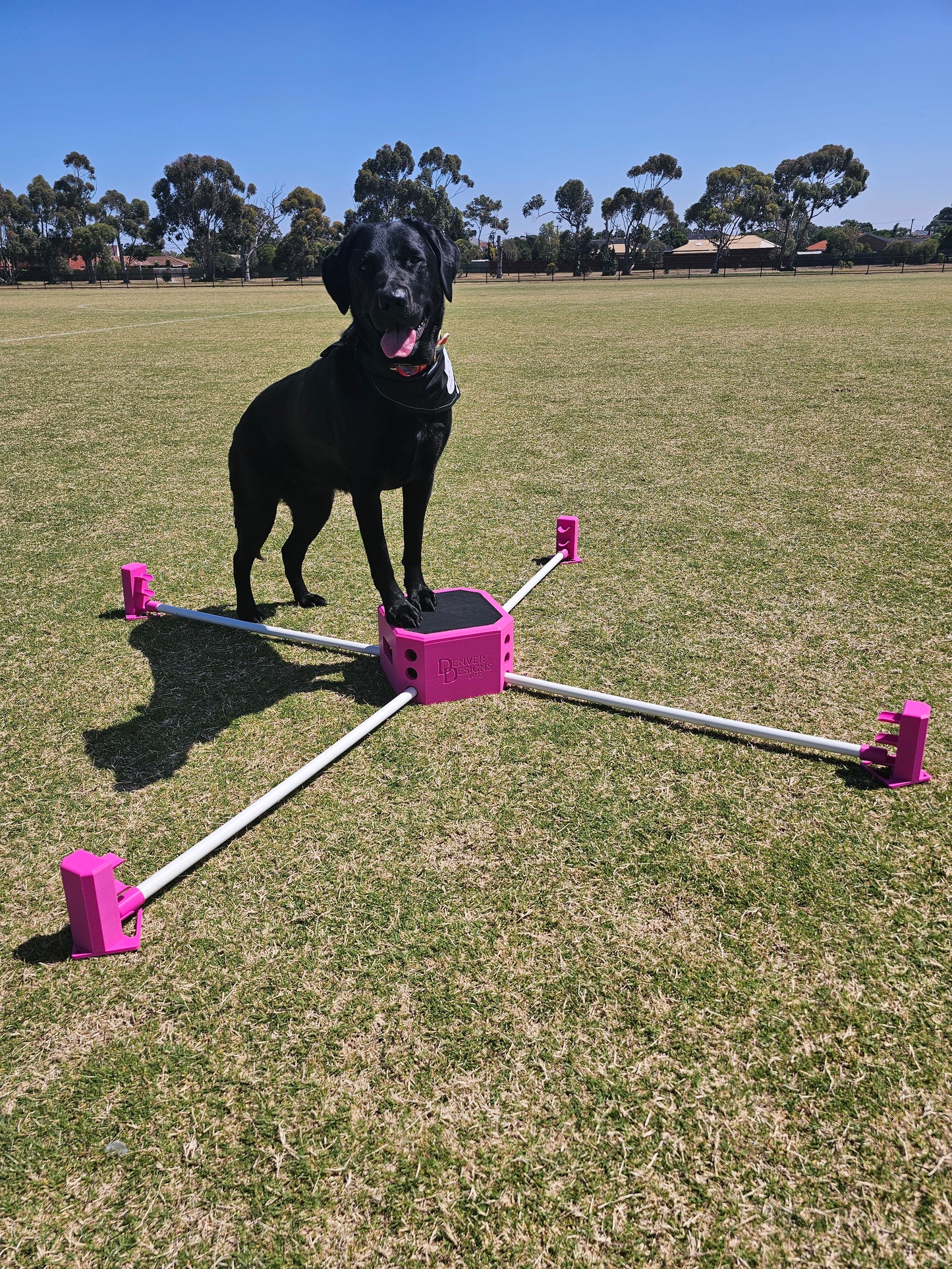 Variable Height Cavaletti Set