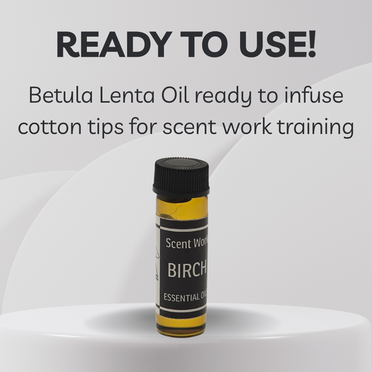 Bottle of Betula Lenta Oil with text on a gray background