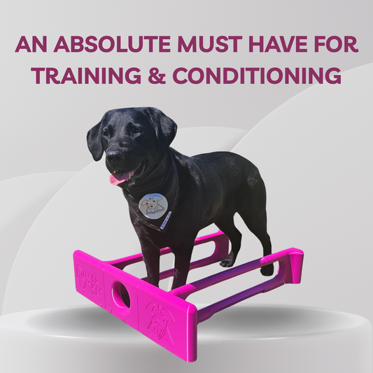 Black dog standing on a pink and purple dog training aid with text about training and conditioning.