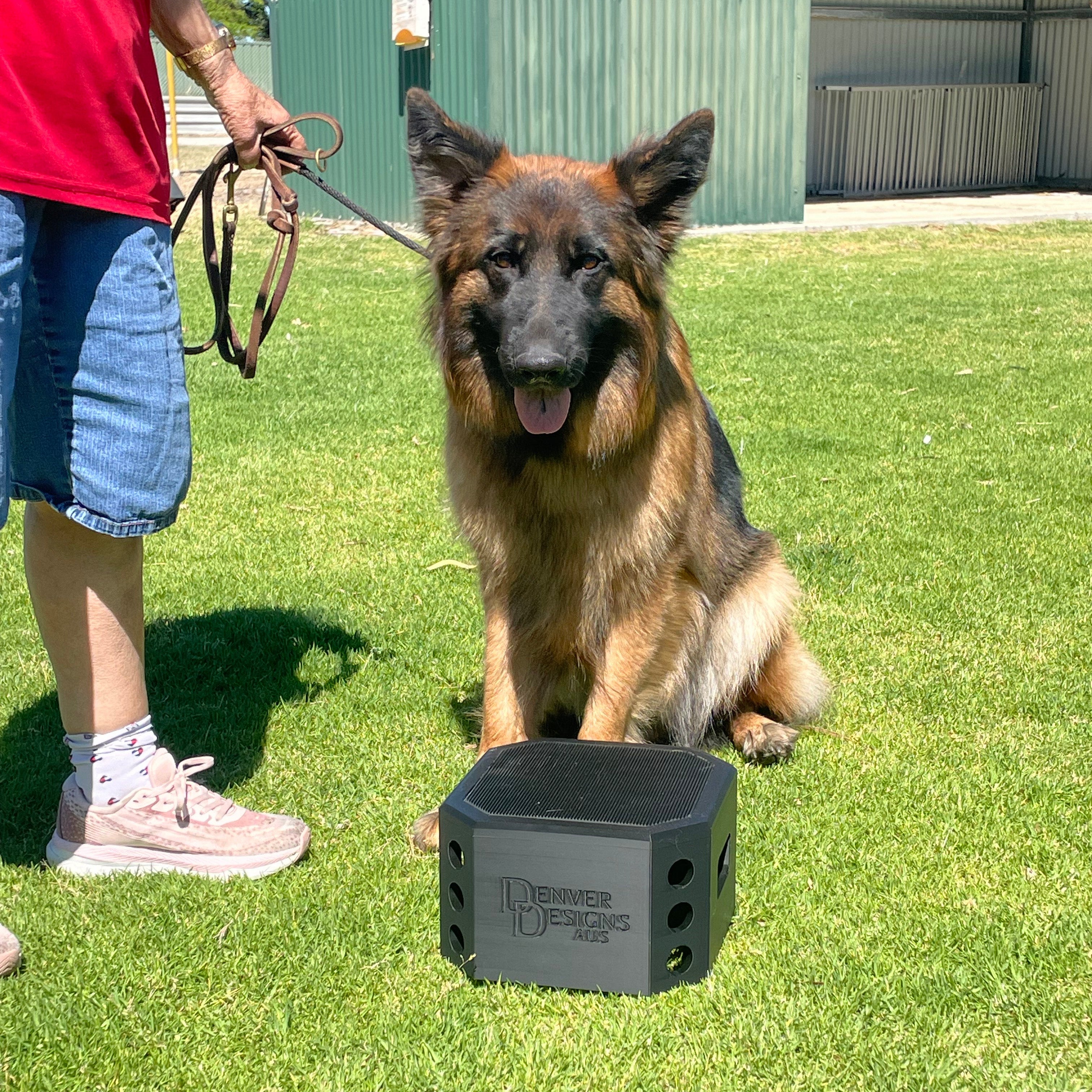 Dog standing on grass next to a person holding a leash, with a black pivot box on the ground.