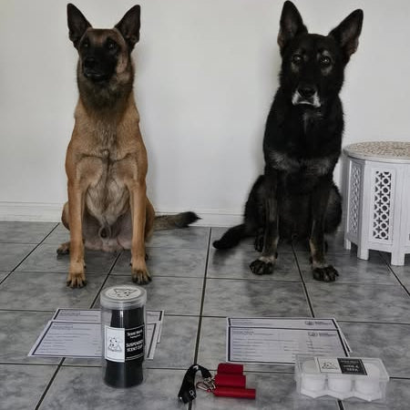 Two dogs sitting on a tiled floor with training equipment in front of them.