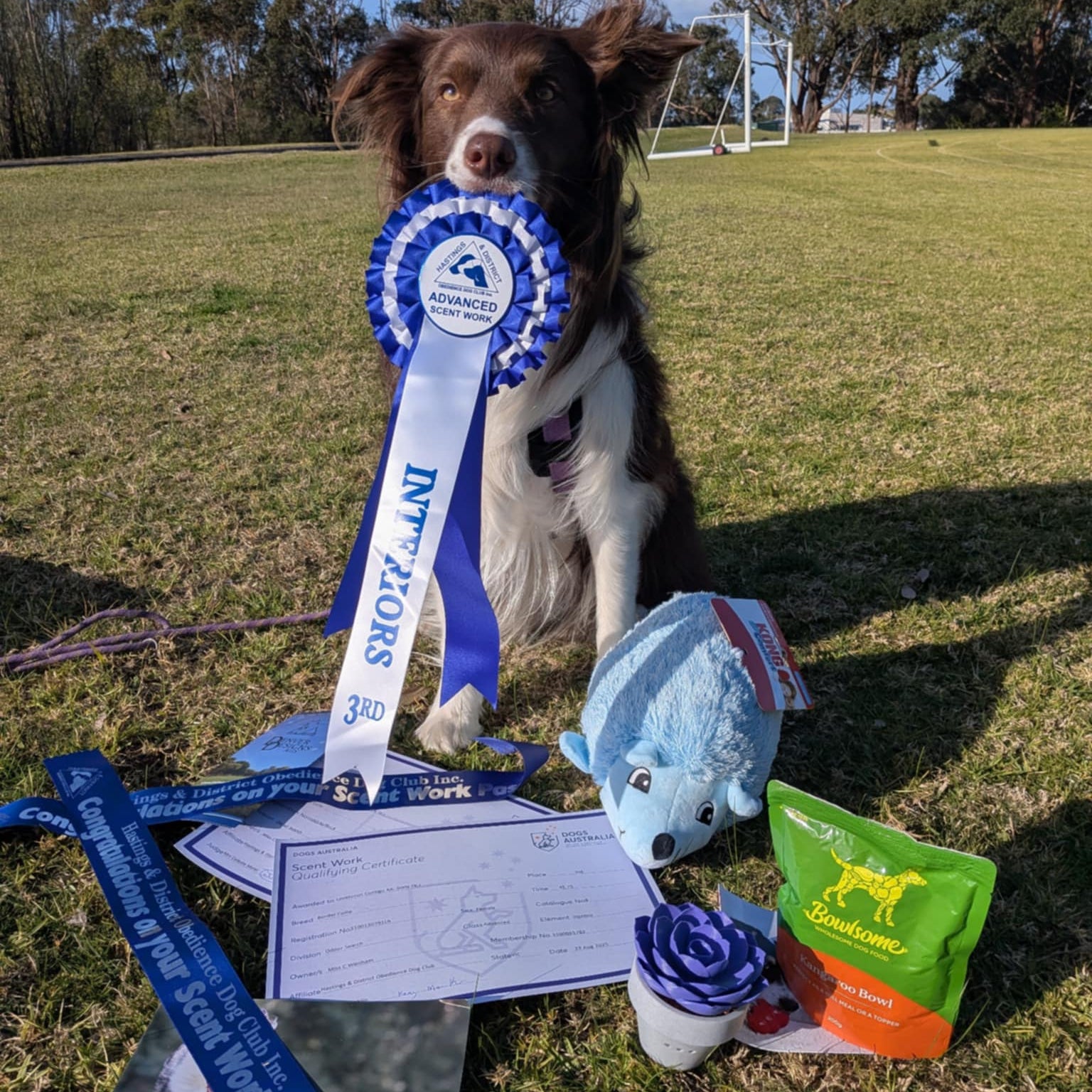 Dog with ribbons and awards on grass