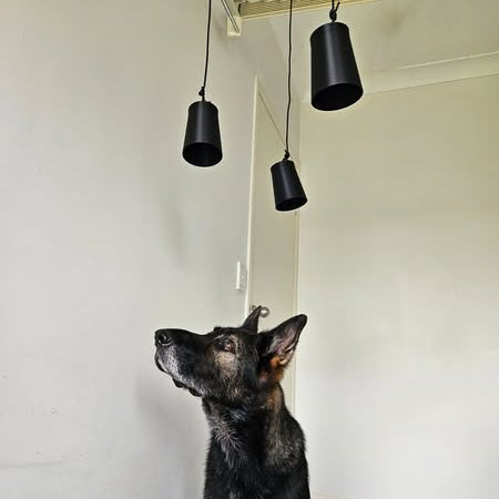 Dog sitting on a tiled floor looking up at black suspended scent cups in a room with white walls.