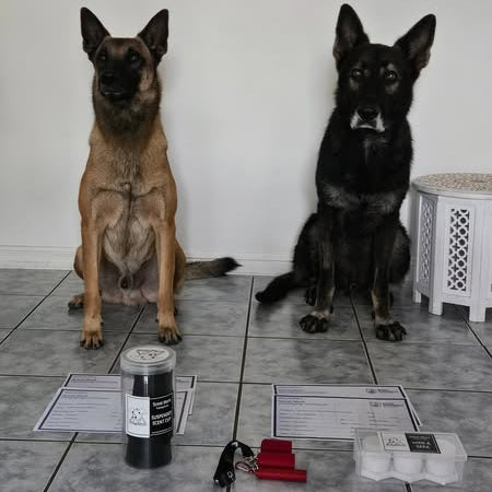 Two dogs sitting on a tiled floor with training equipment in front of them.