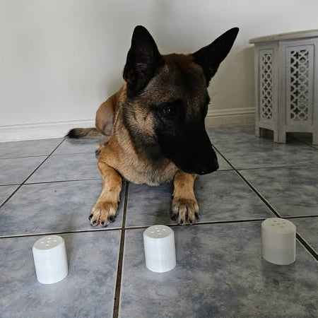 German Shepherd sitting on a tiled floor with three white cylindrical objects in front of it.