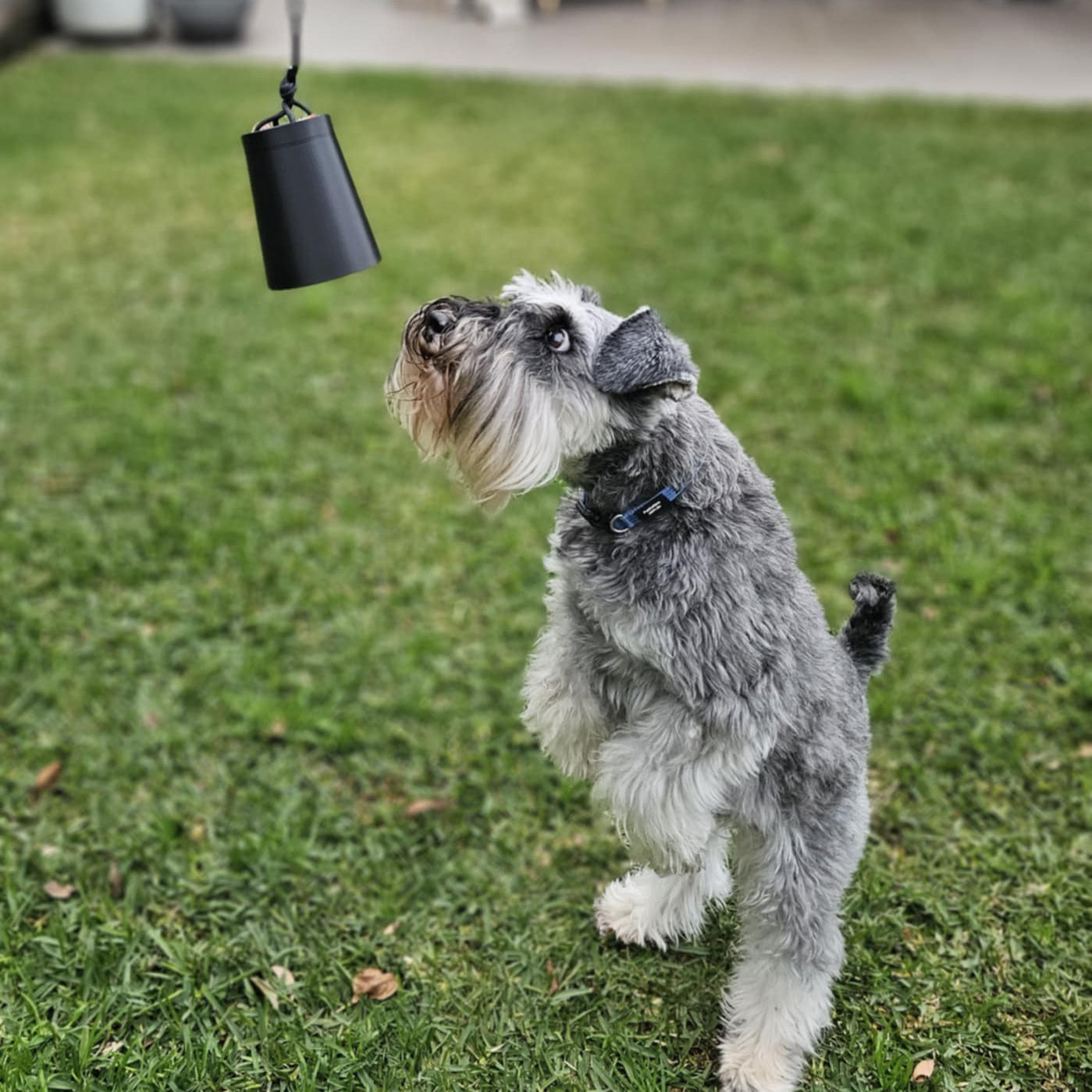 Dog standing on grass looking at a black suspended scent cup