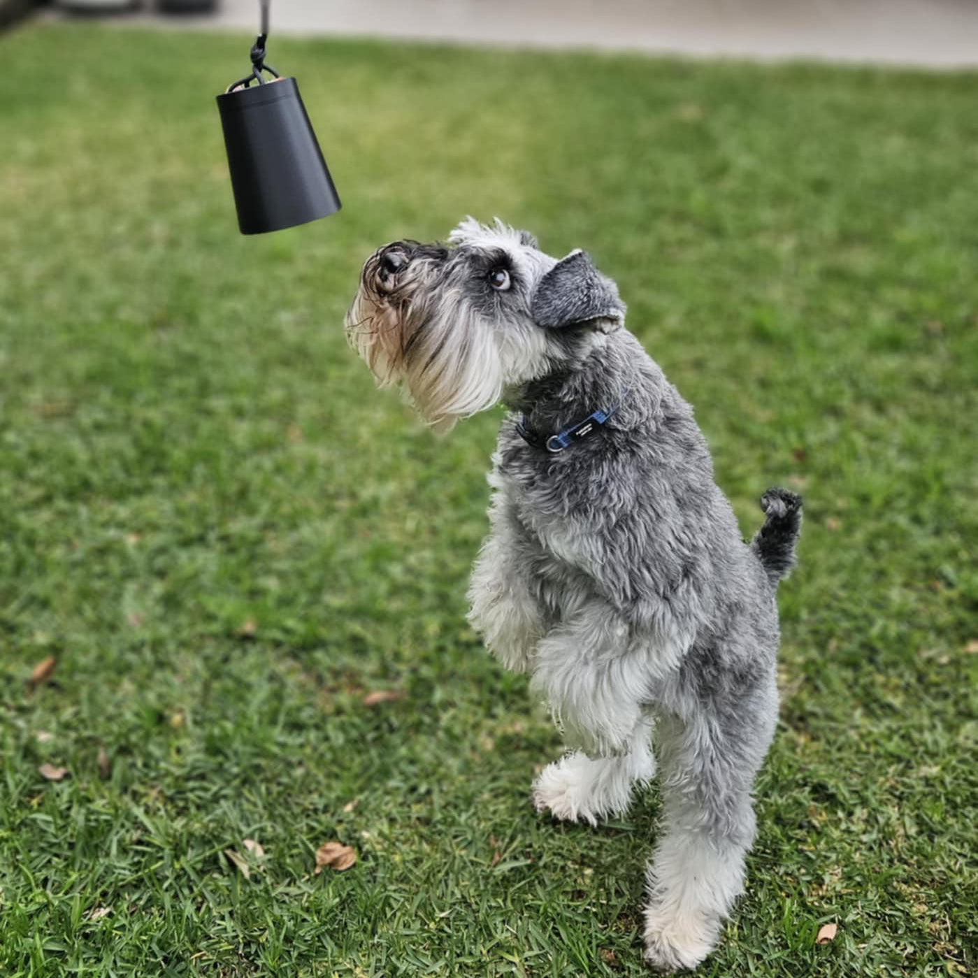 Dog standing on grass looking at a black suspended scent cup
