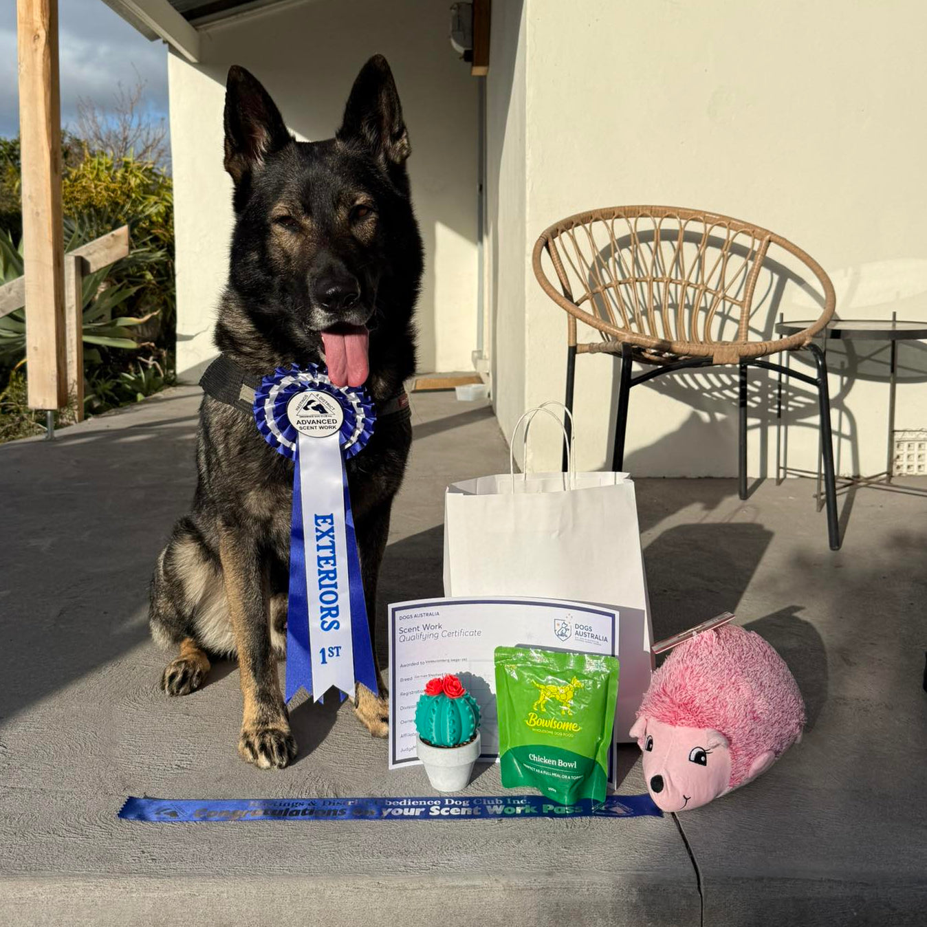 Dog with a ribbon and gift on a porch