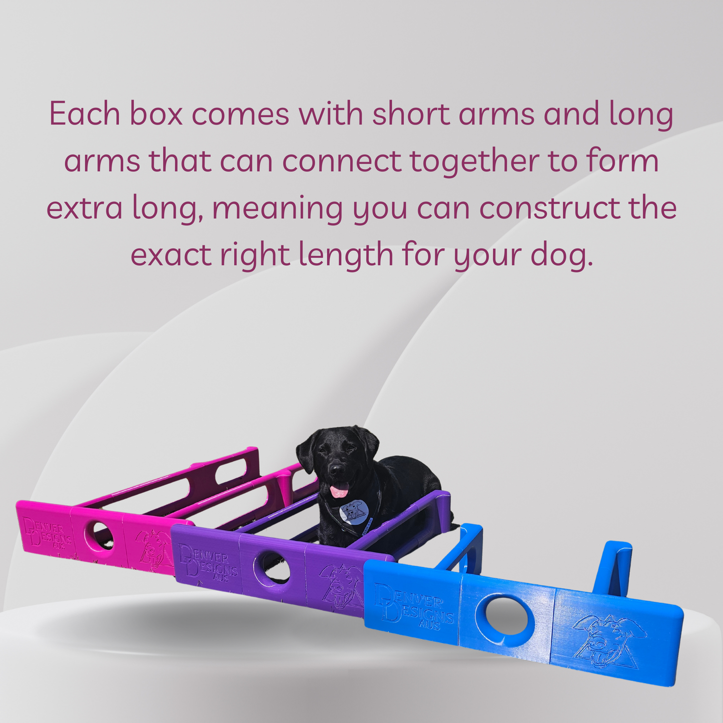 Dog playing with a purple and blue Deluxe Adjustable Position Training Box  on a white background