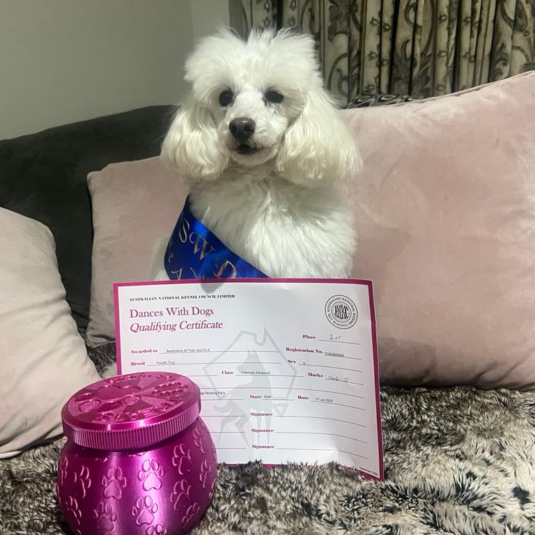 White dog sitting on a couch with a purple 'Dances With Dogs' qualifying certificate and a purple jar.