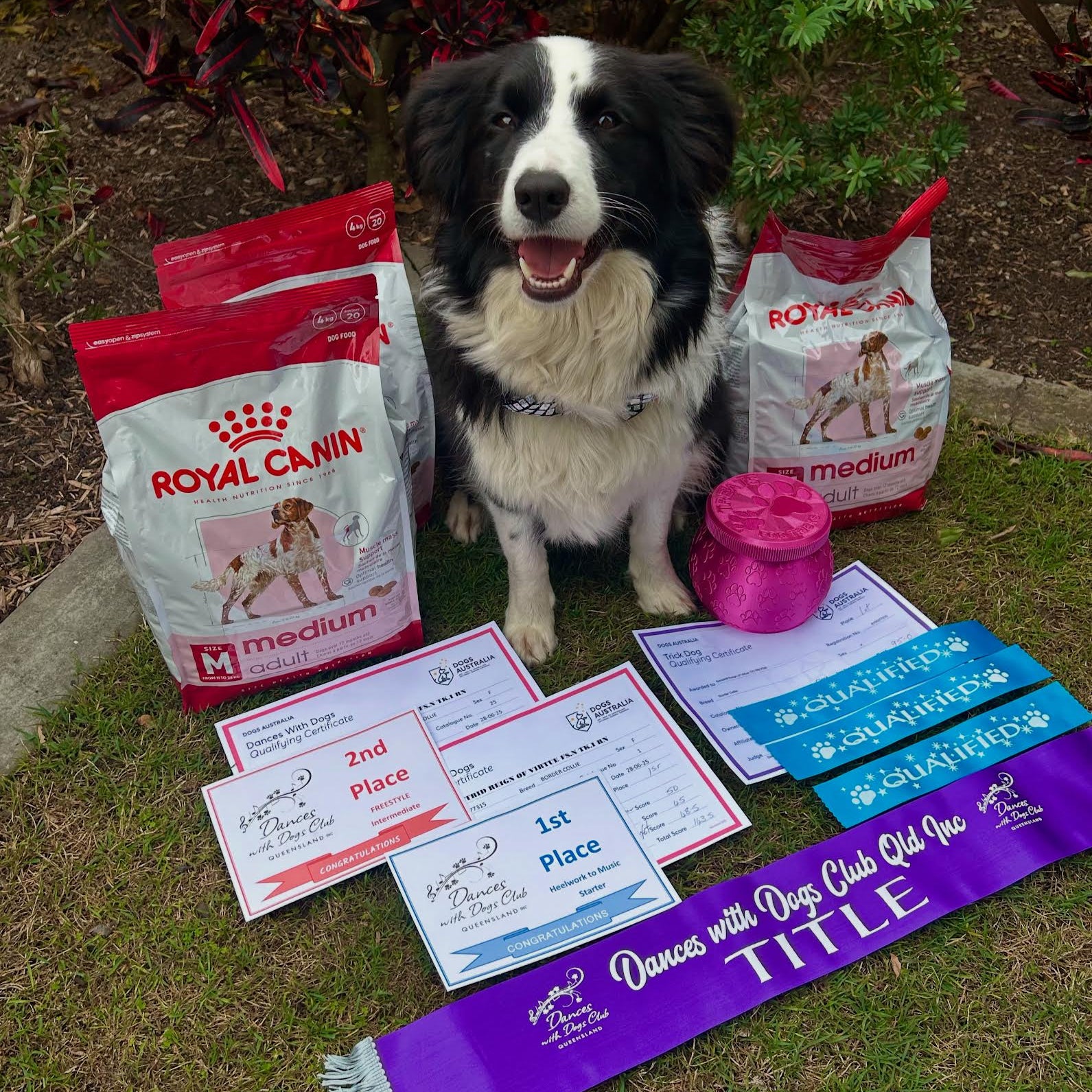 Dog with dog food bags, awards, and a title sash on grass