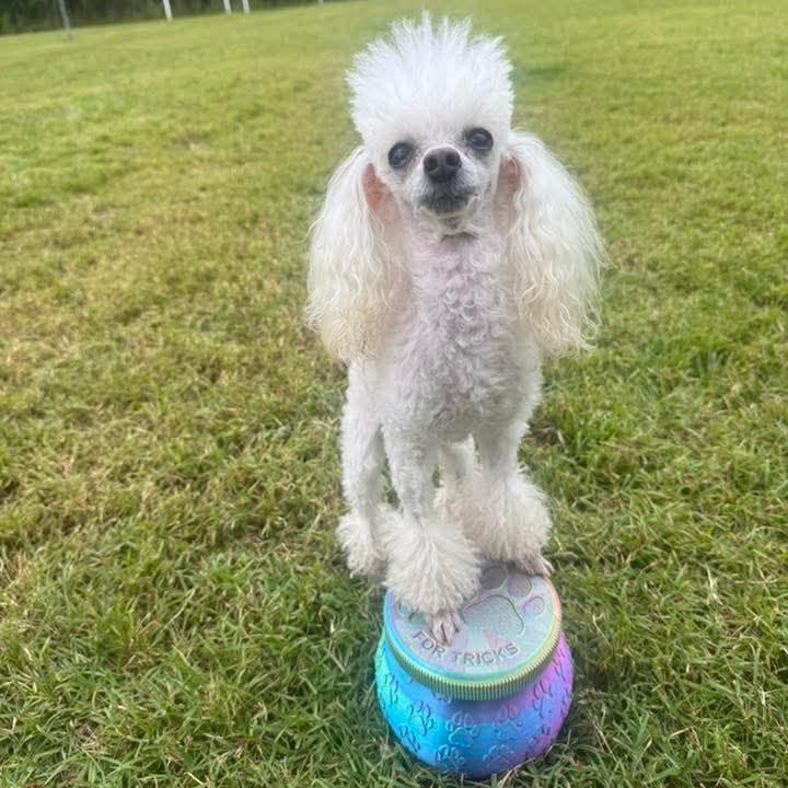 Small white dog standing on a rainbow coloured treat jar in a grassy area