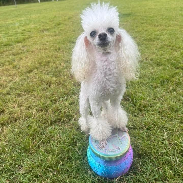 White toy poodle with front paws up on a large treat jar