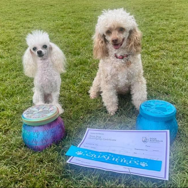Two white toy poodles sitting behind large treat jars