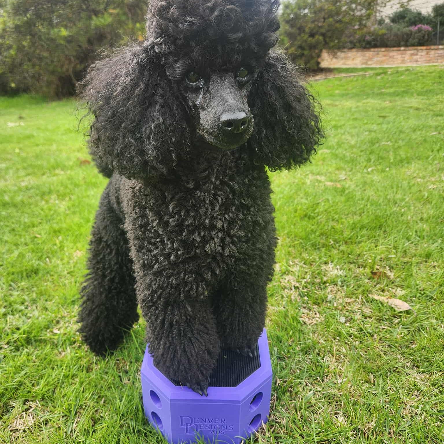 Black poodle standing on a purple stand in a grassy area