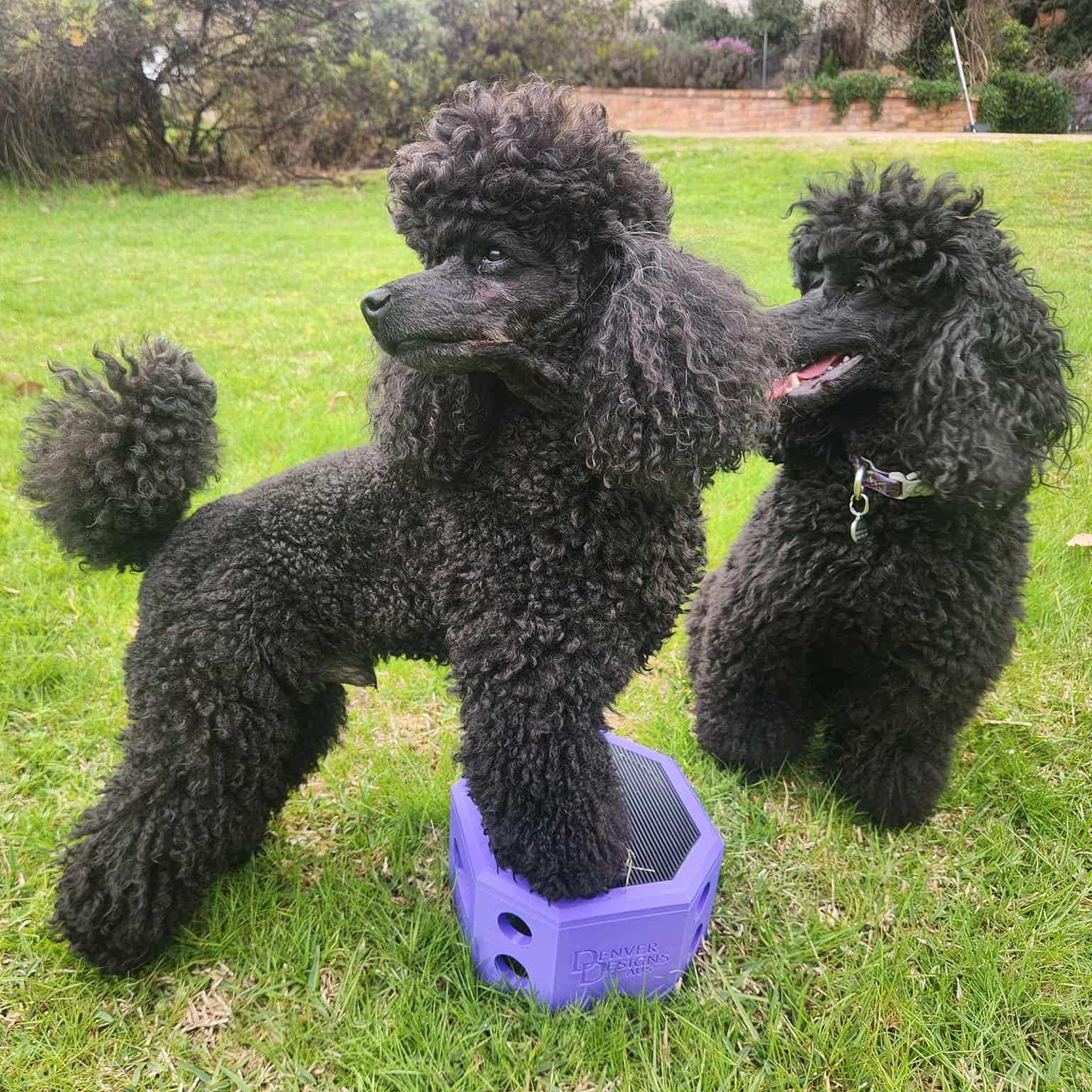 Two black poodles playing with a purple pivot box on a grassy field.