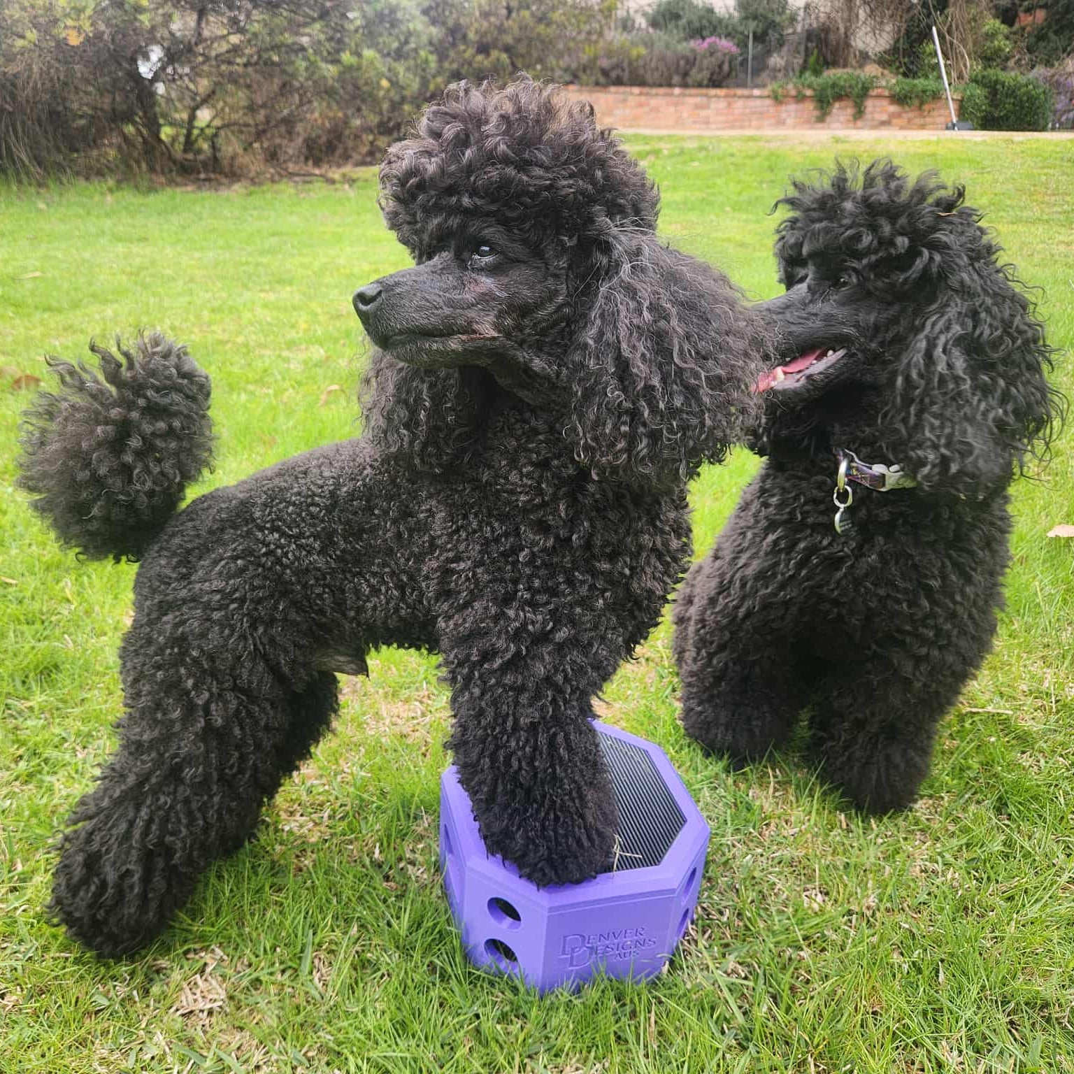 Two black poodles playing with a purple toy on a grassy field.