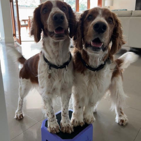 Two dogs standing on a small purple platform indoors.