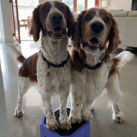 Two dogs standing on a small purple platform indoors.