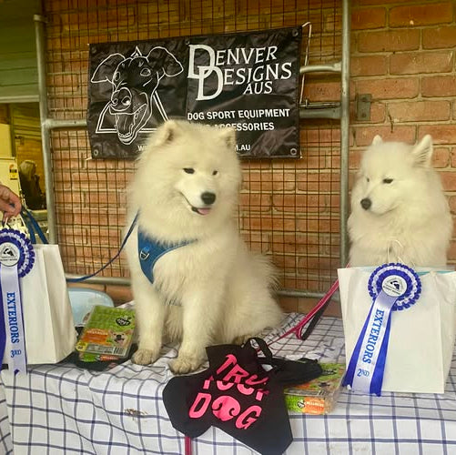 Two white dogs with ribbons and dog-related items on a table, with 'Denver Designs Aus' banner in the background.