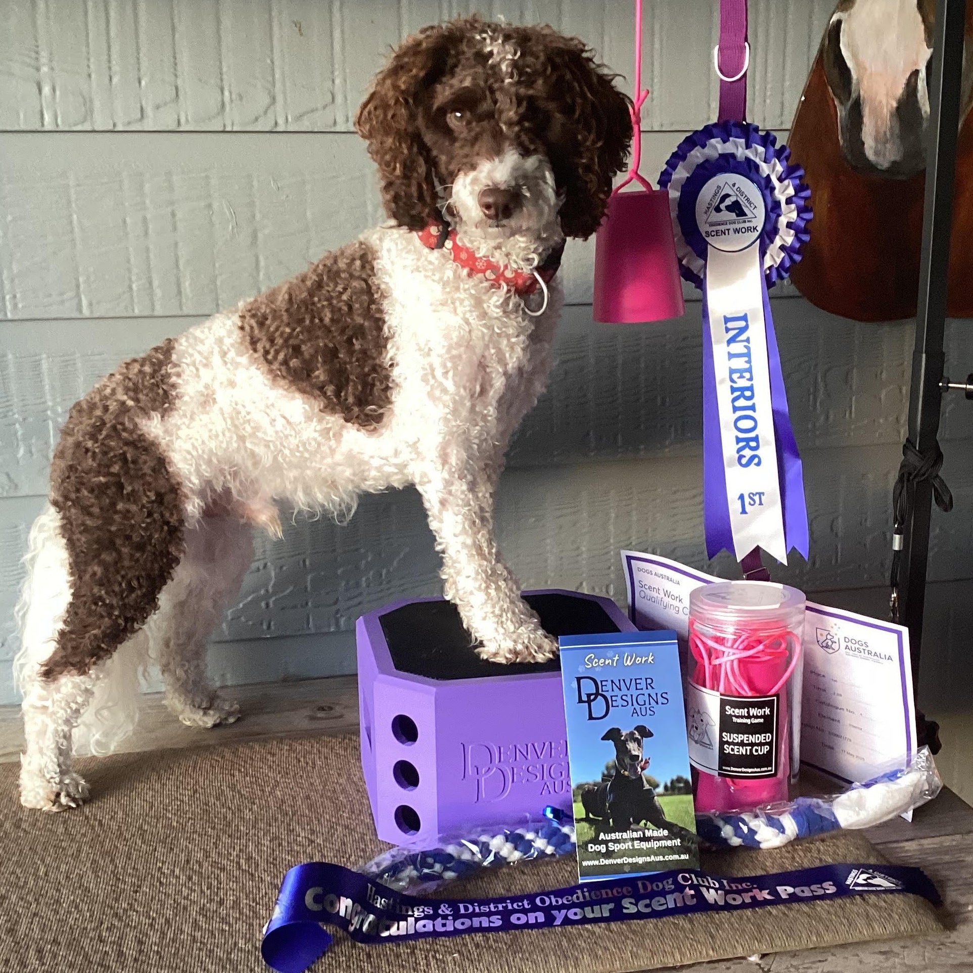 Dog standing on a wooden table with pet products and ribbons in the background