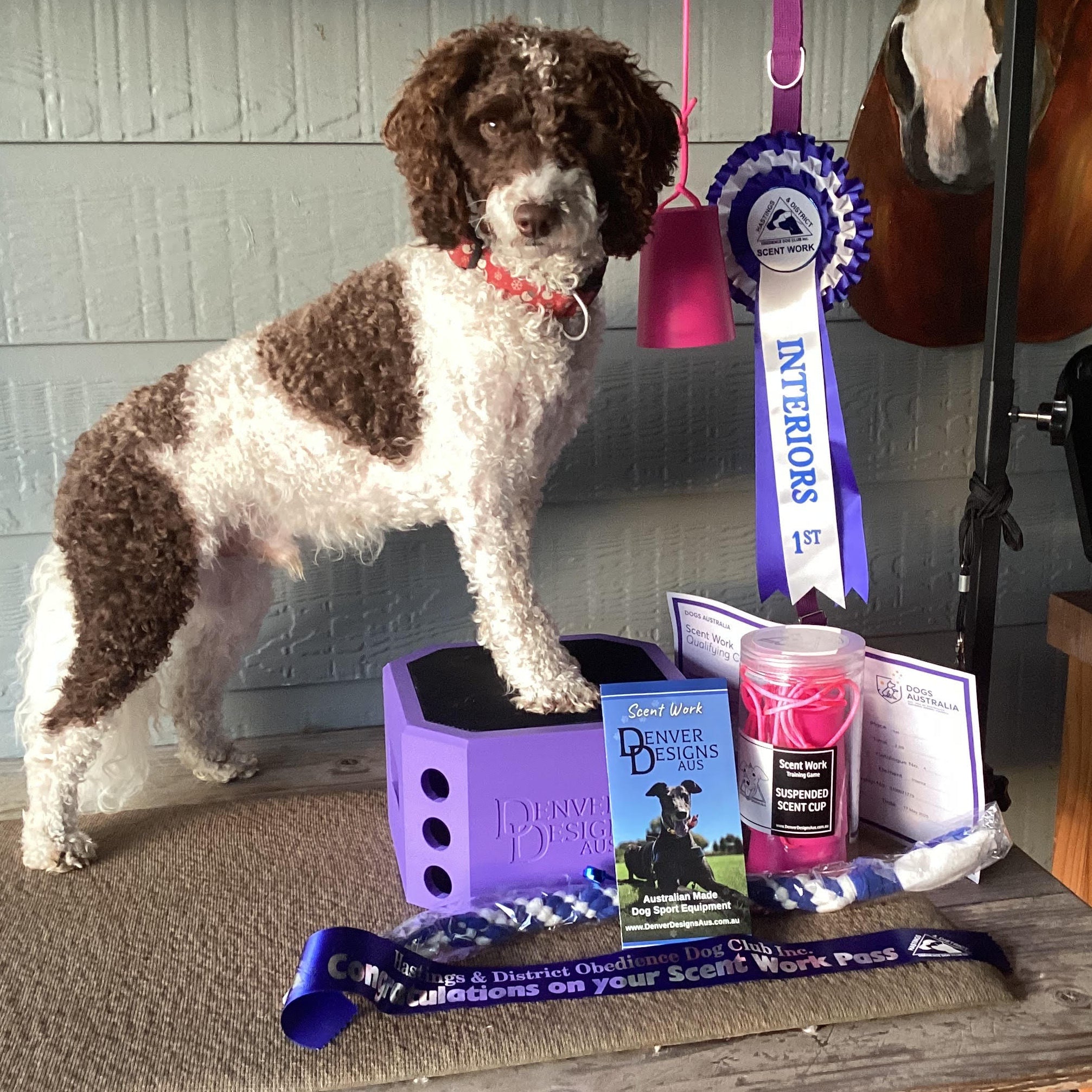 Dog standing on a wooden table with pet products and ribbons in the background