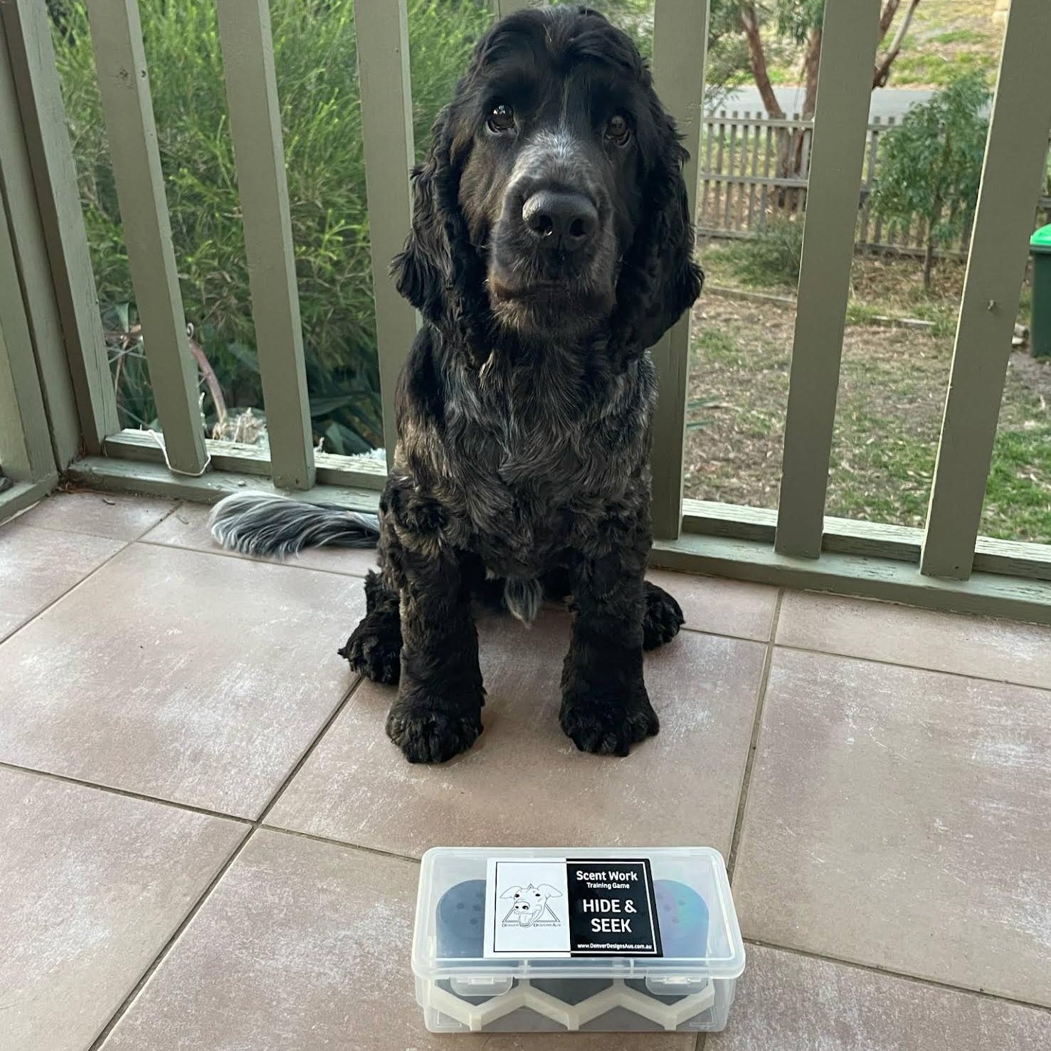 Dog sitting on a tiled floor with a container of hide and seek vessels in front of it, outdoors.