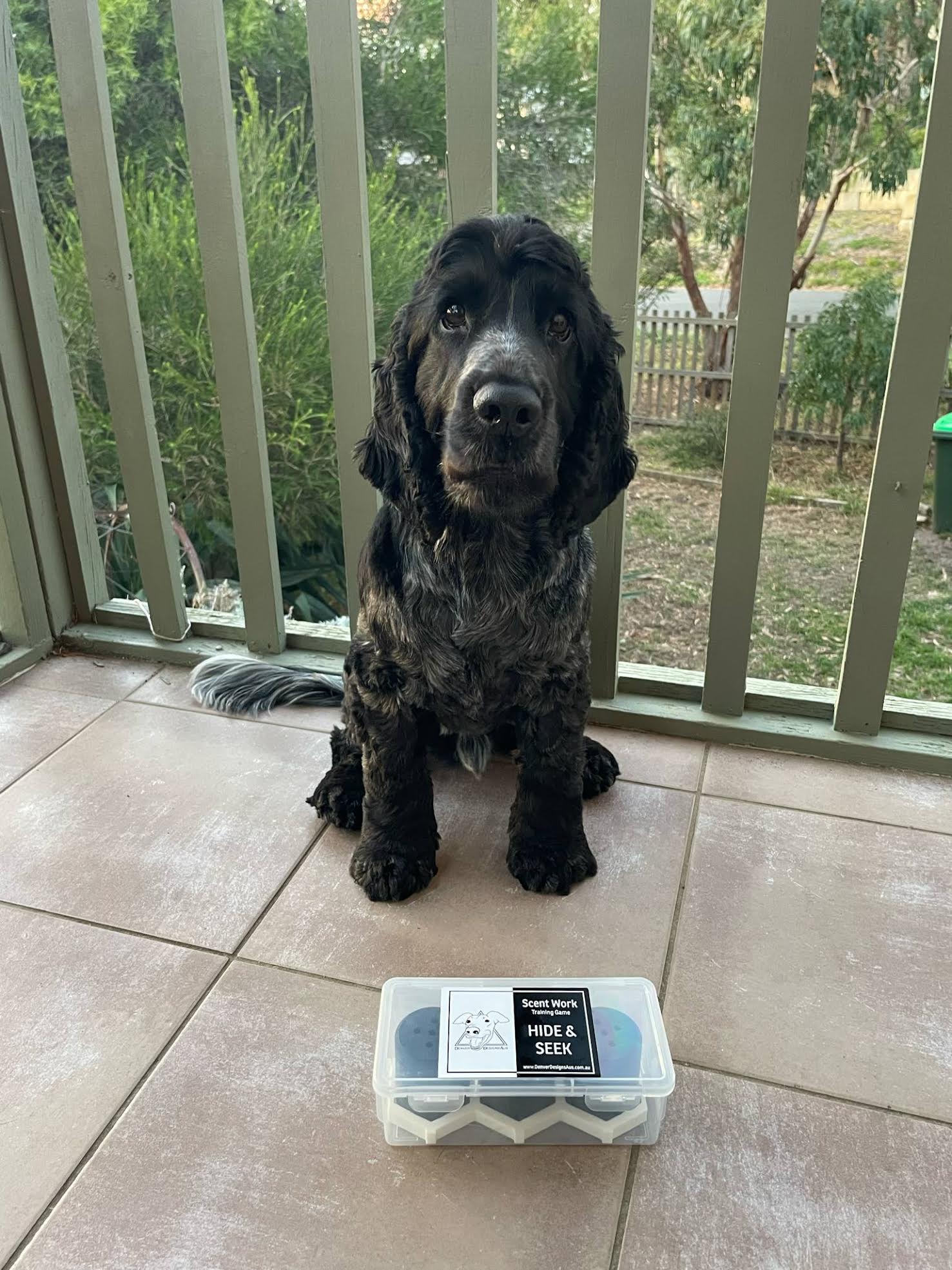 Dog sitting on a tiled floor with a container of hide and seek vessels in front of it, outdoors.