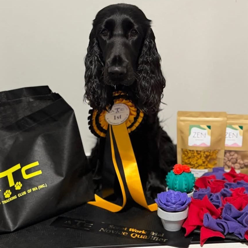 Dog with ribbons and dog treats on a table