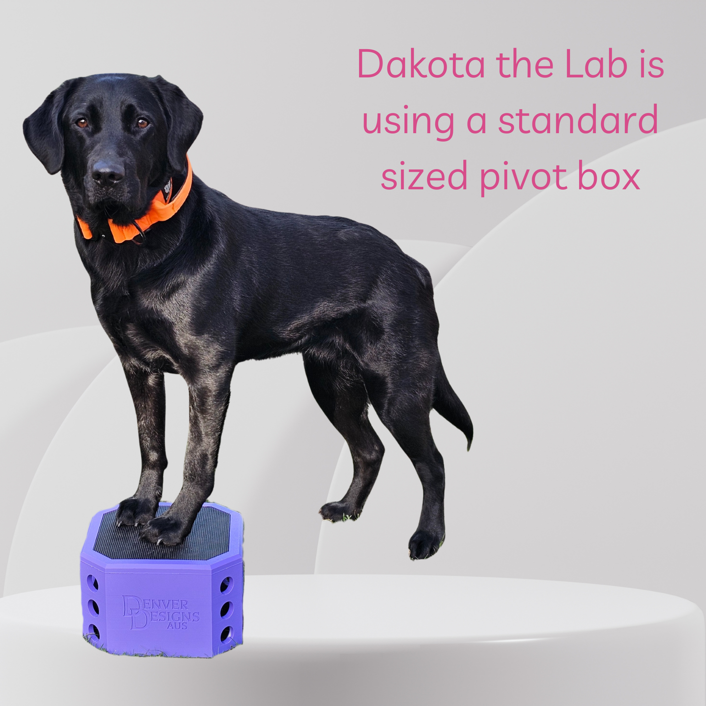 Black labrador retriever standing on a purple pivot box with text about the product.