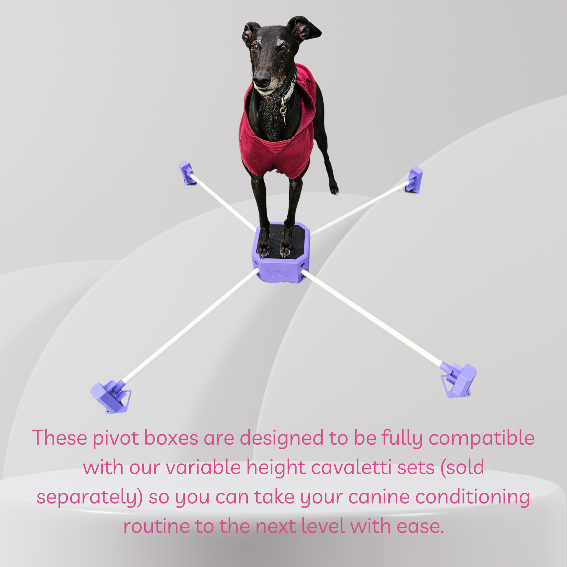 Dog standing on a pivot box with text about compatibility with cavalettis.