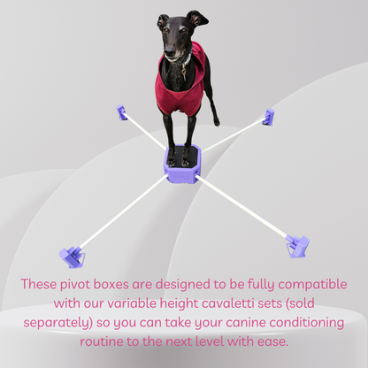 Dog standing on a pivot box with text about compatibility with cavalettis.