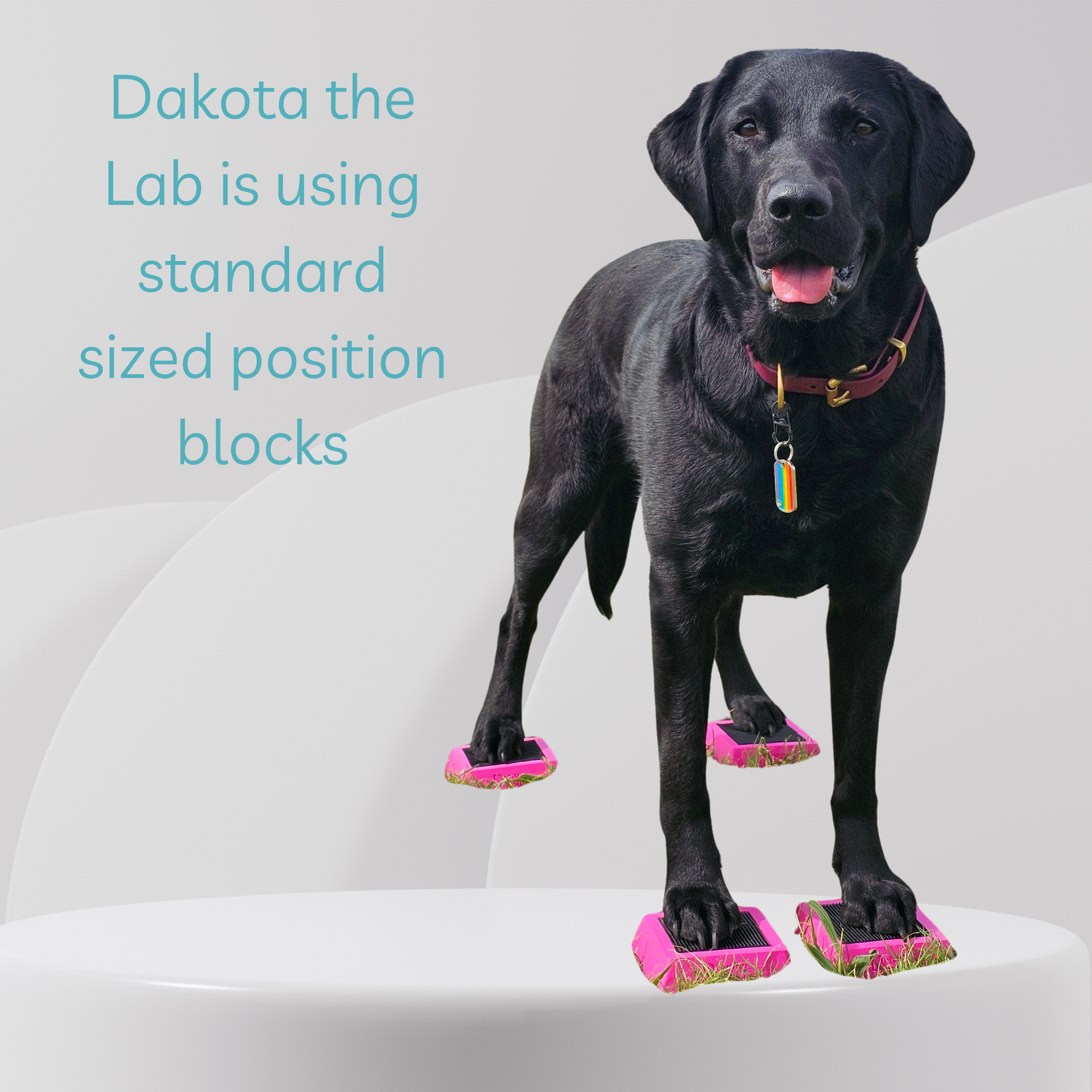 Black labrador retriever standing on pink position blocks with text about standard sized position blocks.