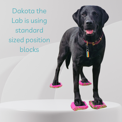 Black labrador retriever standing on pink position blocks with text about standard sized position blocks.
