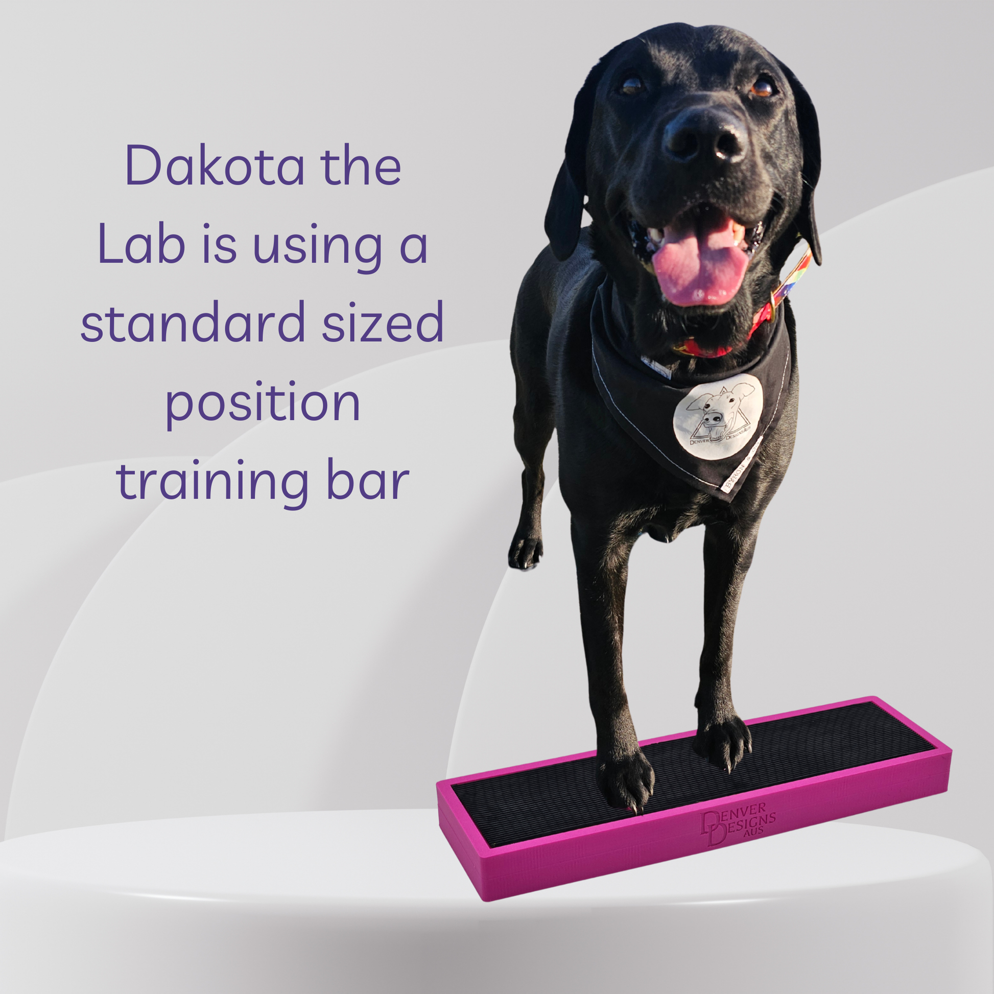Black dog standing on a pink position training bar with text about Dakota the Lab.