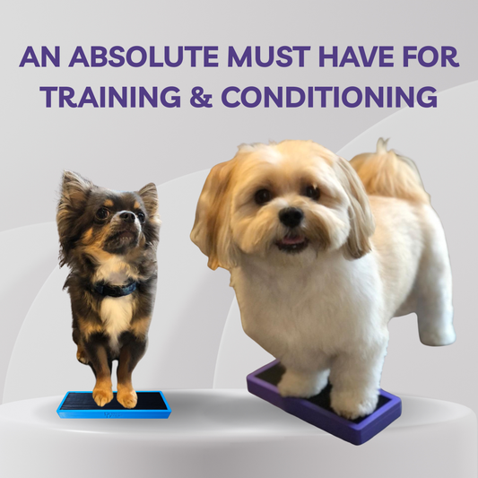 Two dogs on platforms with text about training and conditioning.