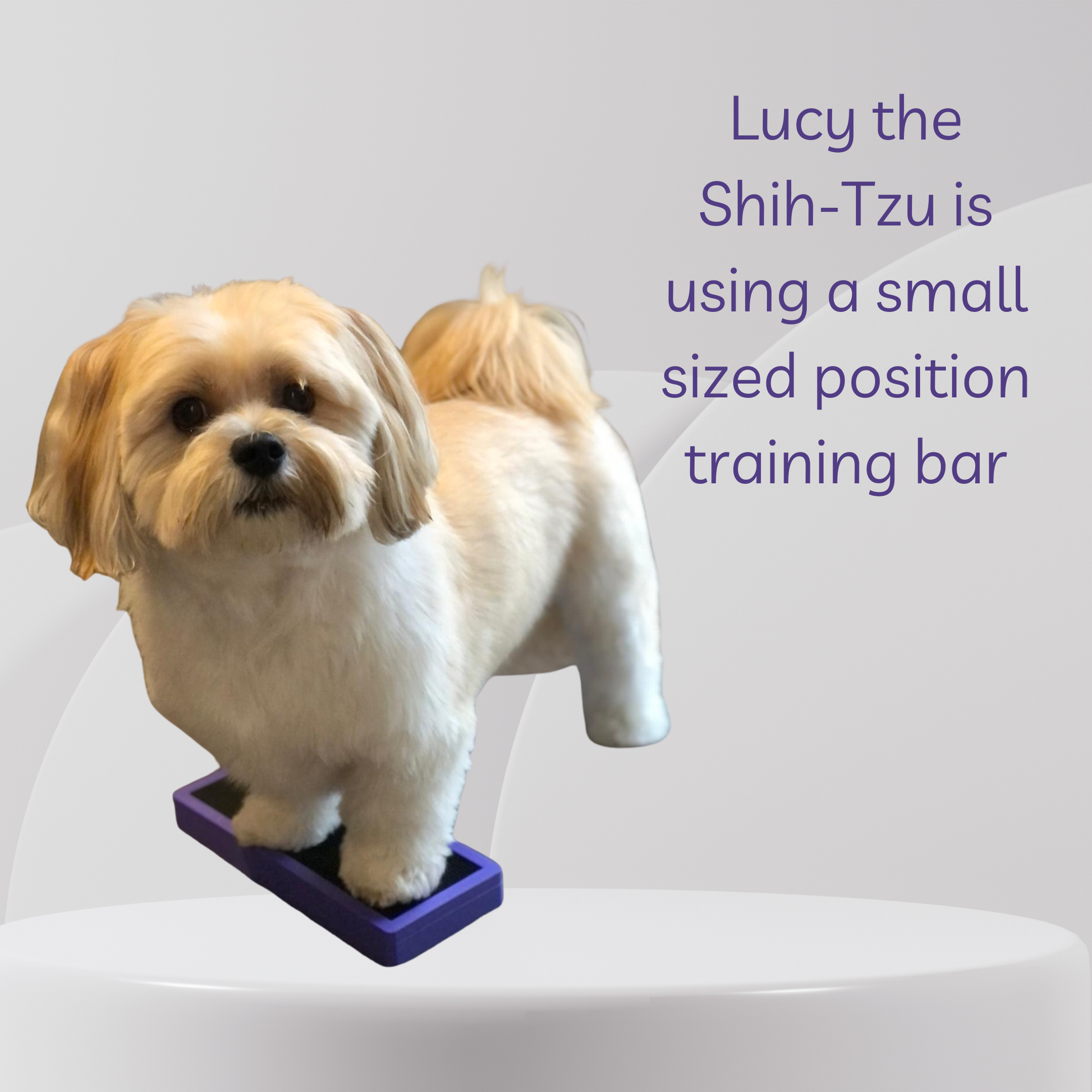 Shih-Tzu dog using a small position training bar with text on a white background