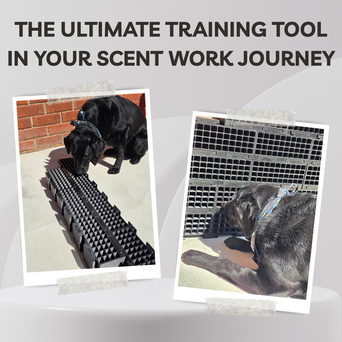 Promotional graphic for a dog scent training tool, featuring two tilted photo frames showing a black dog interacting with a long, ridged black training mat. Large text at the top reads, 'THE ULTIMATE TRAINING TOOL IN YOUR SCENT WORK JOURNEY' on a light gray background.
