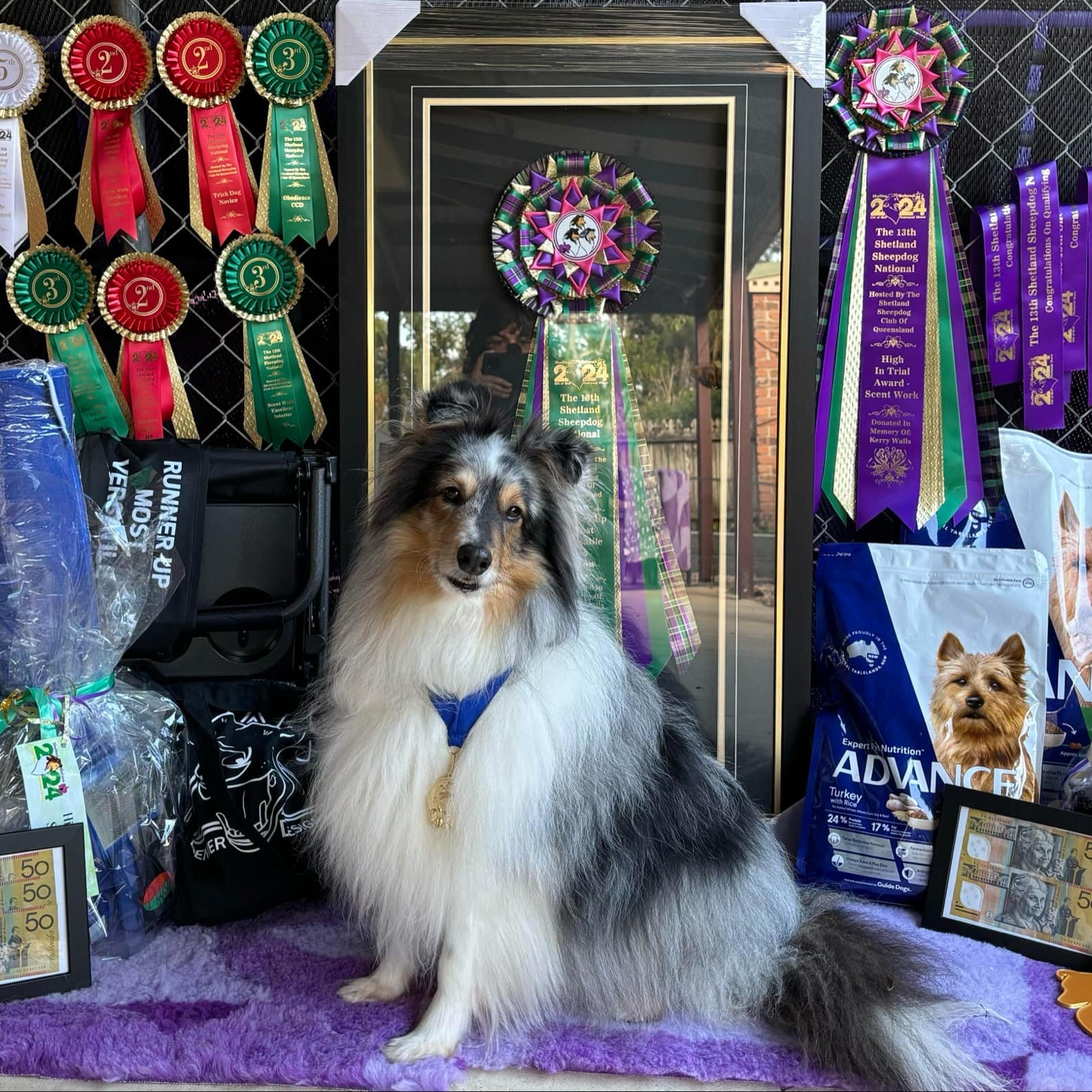 Dog with awards and ribbons in a display setting
