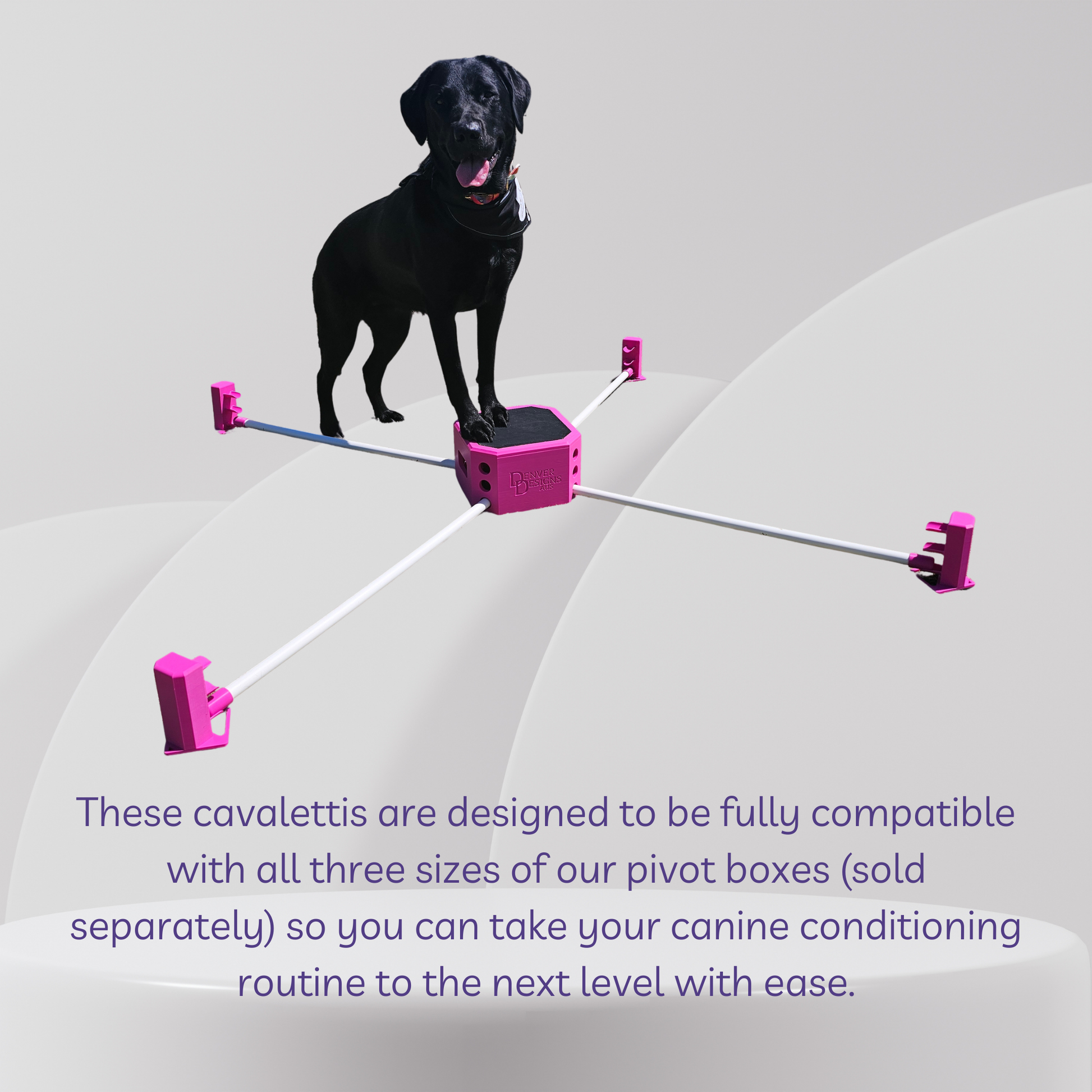 Black dog standing on a pink cavalettis with text about compatibility with pivot boxes.