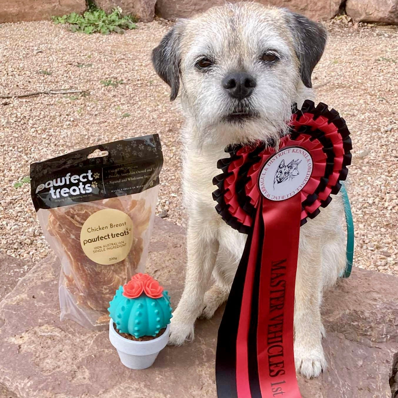 Dog with a ribbon, pawfect treats package, and cactus toy on a stone surface
