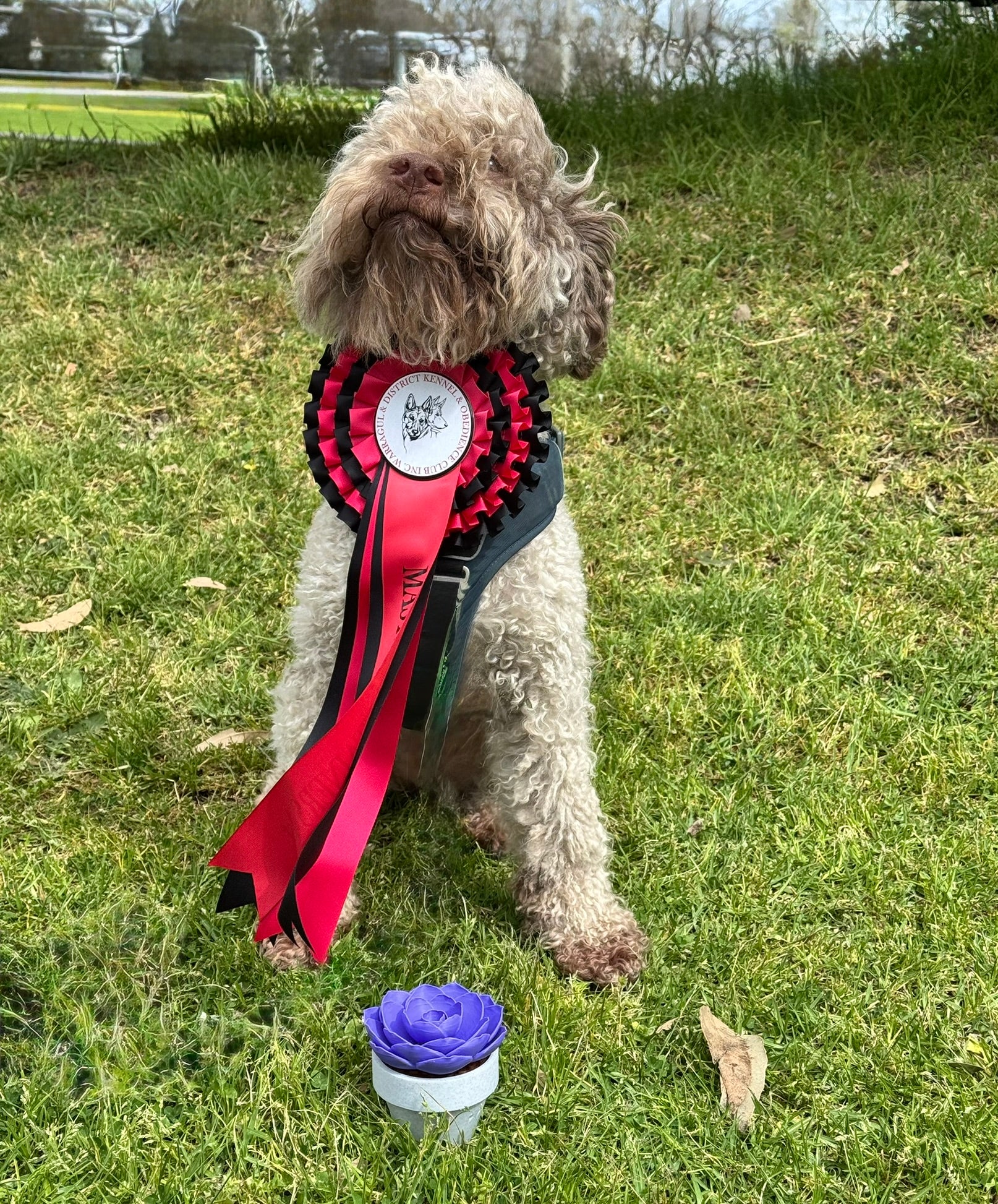 Dog wearing a red and black ribbon on a grassy field