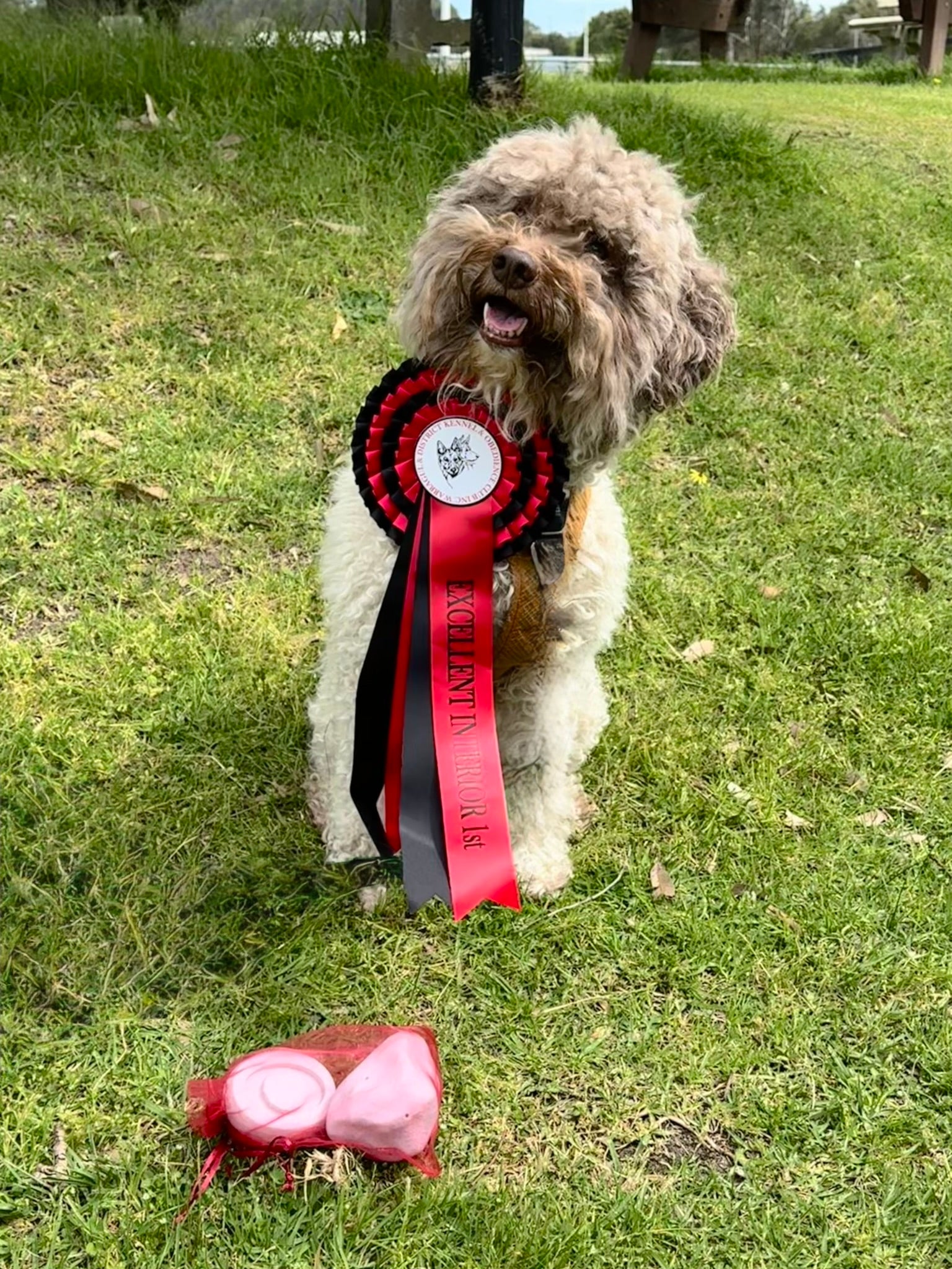 Dog with a red ribbon standing on grass