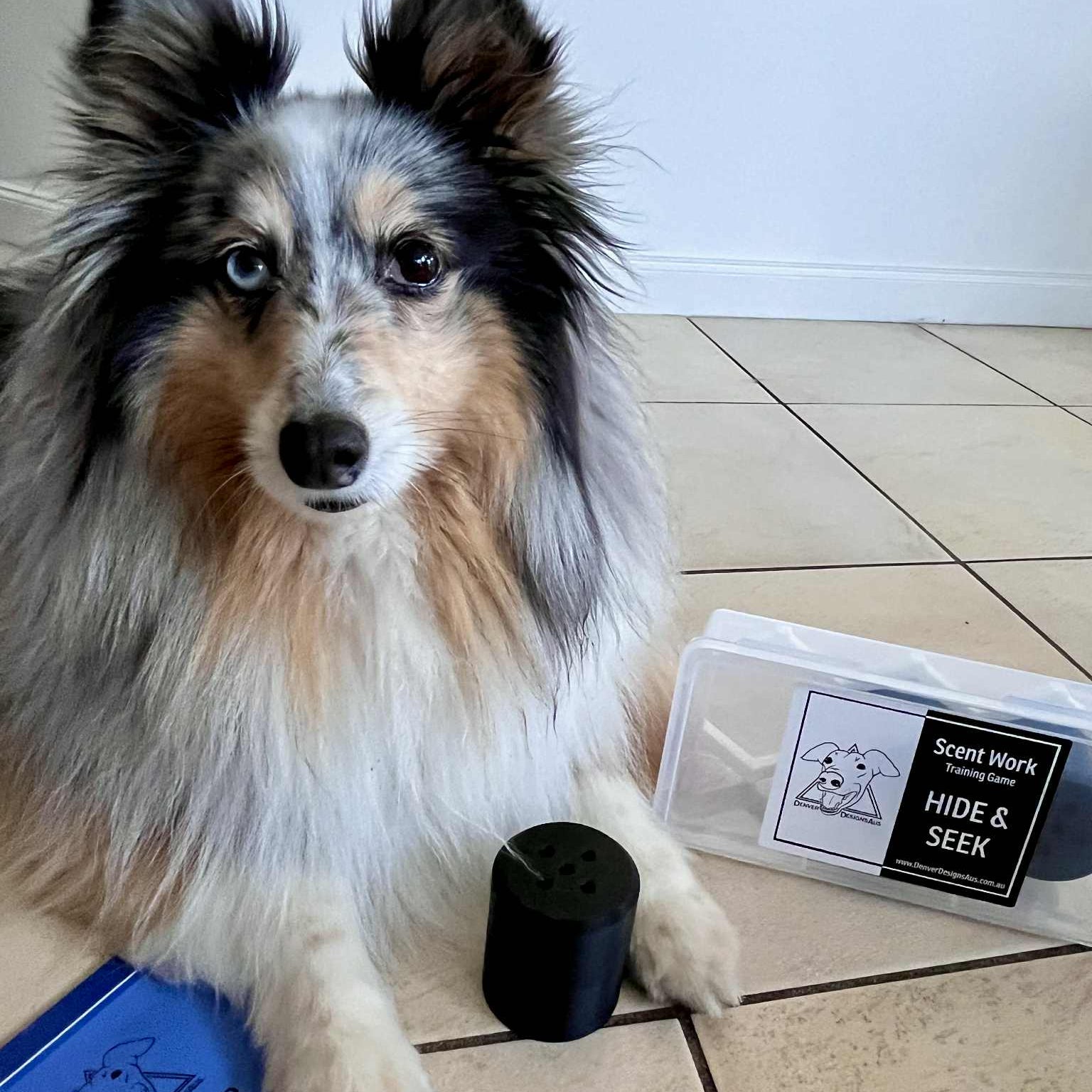 Dog sitting on a tiled floor with a container labeled 'Scent Work Hide & Seek' and a Denver Design box.