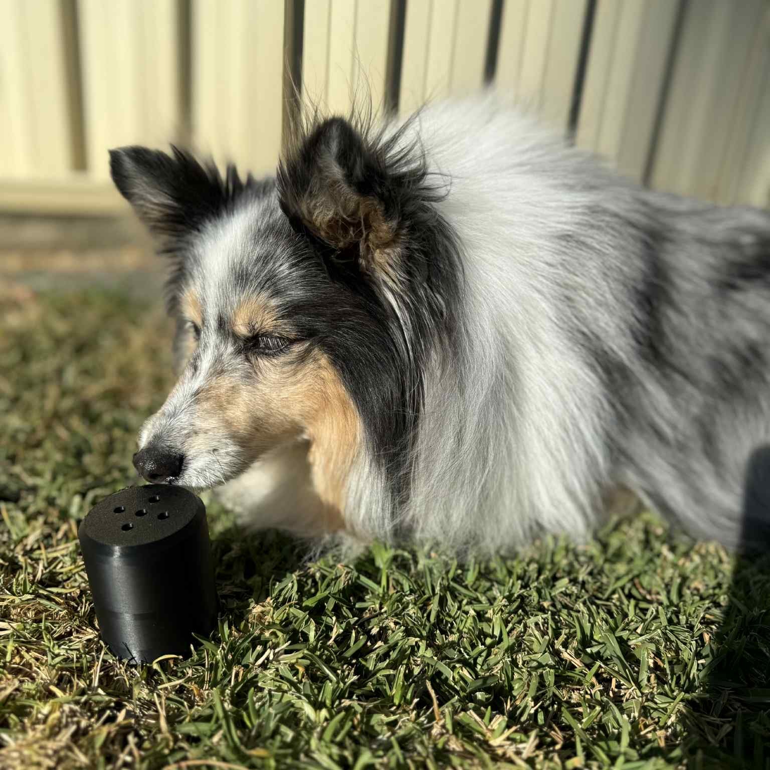 Dog sniffing a black hide and seek vessel on grass with a neutral background