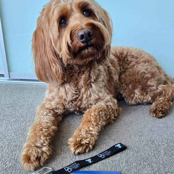 Dog lying on a carpeted floor with Denver Designs Australia product and business card.