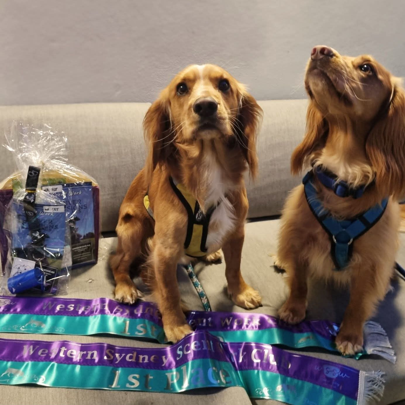 Two dogs sitting on a couch with a package and ribbons in front of them.